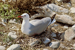 Explore the fascinating world of Hartlaub's Gull on Dyer Island