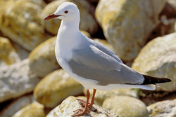 Fascinating Hartlaub's Gull on the Coast of South Africa