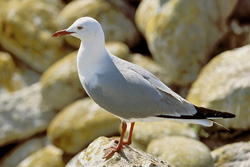 Impressive shot of a majestic Hartlaub´s gull on Dyer Island, South Africa