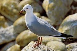 Discover the beauty of the Hartlaub's gull on Dyer Island