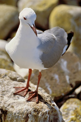Hartlaub´s gull perched on the rocks of Dyer Island in the sun