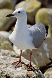 Discover the Majesty of the Hartlaub´s Gull on Dyer Island, South Africa