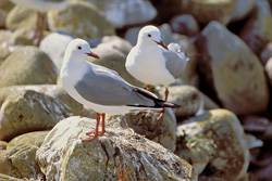 Hartlaub's Gulls - Graceful Birds on the Stones of Dyer Island