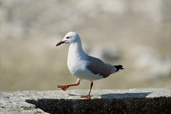 Fascinating Hartlaub's Gull on Dyer Island