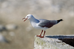Explore the Elegance of the Hartlaub's Gull on a Wall in South Africa