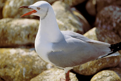 Observation de la majestueuse mouette de Hartlaub sur l'île de Dyer en Afrique du Sud