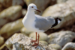 Explore the Beauty of the Hartlaub's Gull in Its Natural Habitat