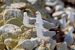 Hartlaub's Gulls Relaxing on the Rocks by the Seashore