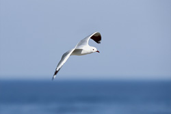 Anmutige Hartlaubmöwe gleitet elegant über dem Ozean in Südafrika