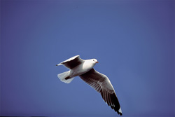 Captivating Image of a Hartlaub's Gull Flying over Dyer Island
