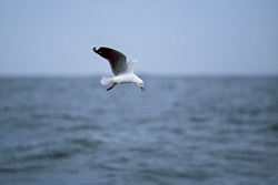 Fascinating Hartlaub´s gull searching for food in Africa