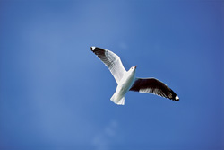 Graceful Hartlaub's Gull over the South Atlantic - Fascination of the Bird World
