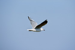 Fascinating Hartlaub´s Gull Heading to Dyer Island in South Africa