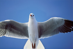 Discover the beauty of the Hartlaub´s gull from South Africa