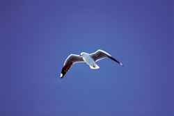 Majestic Hartlaub´s gull against blue sky