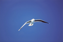 Impressive Hartlaub's gull near Dyer Island in South Africa