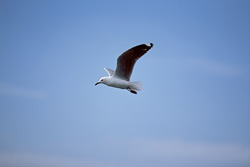 Explore the world of the Hartlaub's Gull on its way to the sea in South Africa