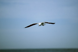 Fascinating Hartlaub's Gull searching for food on the West Coast of Africa