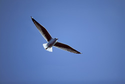 Witness the majestic Hartlaub's Gull on Dyer Island in South Africa
