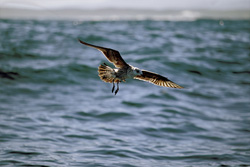 Captivating shot of a young Kelp gull flying over Dyer Island, South Africa