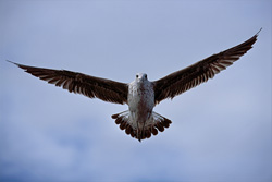 Experience the majesty of a flying young Kelp gull up close