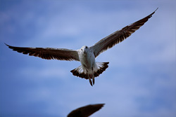 Fascinating young Kelp gull flying over Dyer Island in South Africa