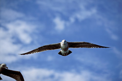 Experience the grace and power of the flying Kelp gull