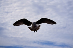 Fascinating young Kelp gull soaring through the sky