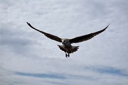 Young Kelp gull watching the sea surface