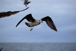 Graceful flying young Kelp gull above Dyer Island, South Africa