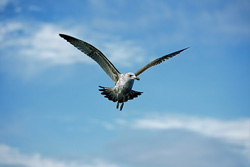 Gracefully flying young Kelp gull on Dyer Island, South Africa