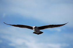 Graceful young Kelp Gull gliding over the ocean