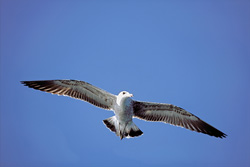 Elegant young Kelp gull flying over Dyer Island in South Africa