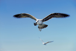 Captivating shot of a young Kelp gull soaring majestically over the ocean