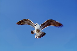 Graceful flying young Kelp gull on the coast of South Africa