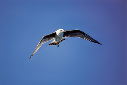 Aggressive Coastal Predators: The Kelp Gulls