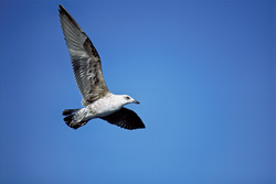 Photography of graceful flying young Kelp gulls on Dyer Island, South Africa