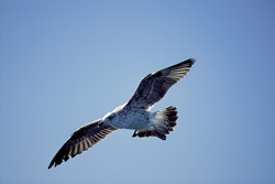 Fascinating Shot of a Young Kelp Gull Above the Water Surface