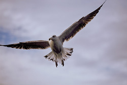 Aggressive Predators: Kelp Gulls on the Prowl