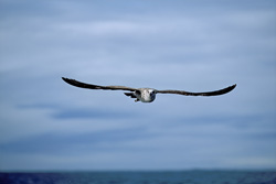 Impressive shot of a young Kelp gull in flight (Larus dominicanus)