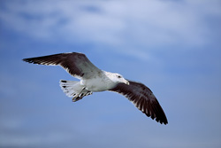 Gracefully flying young Kelp gull - Captivating view of nature