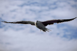 Graceful Kelp Gull Gliding Over the Sparkling Sea