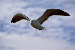 Graceful Kelp Gull soaring over the Antarctic Peninsula - captivating nature subject