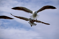 Elegant kelp gulls against dramatic white clouds on Dyer Island, South Africa