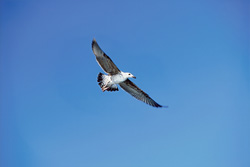 Flying Young Kelp Gull (Larus dominicanus) in an Elegant Pose above the Sea