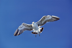 Captivating shot of a young Kelp gull in flight
