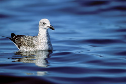 Impressive image of a young Kelp gull majestically swimming in the water