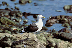 Photograph of an Impressive Kelp Gull on a Picturesque Rocky Beach in South Africa