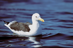 Fascinating Kelp Gull: Majestic sight on the deep blue sea