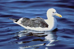 Kelp Gull Swimming on Dyer Island, South Africa - Nature Photography of Larus dominicanus